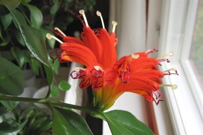 Aeschynanthus specio